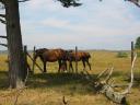 Horses 