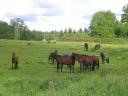 Stall Stingsson i Osby