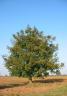 Walnut tree