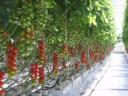 Ray of tomatoes