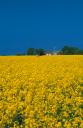Rapefields