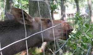 Moose Park near Copenhagen