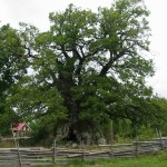 kvilleken The Oak