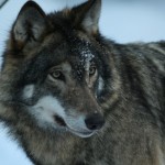 wolfskansen Wolf Photo:Skansen