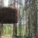 birds_nest_1