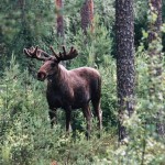 foto_joop_bierling_alces